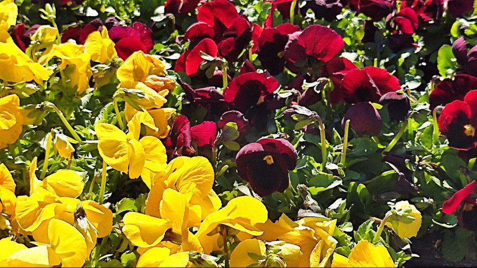 На луцьких клумбах уже висадили півтори тисячі квітів (фото, відео)