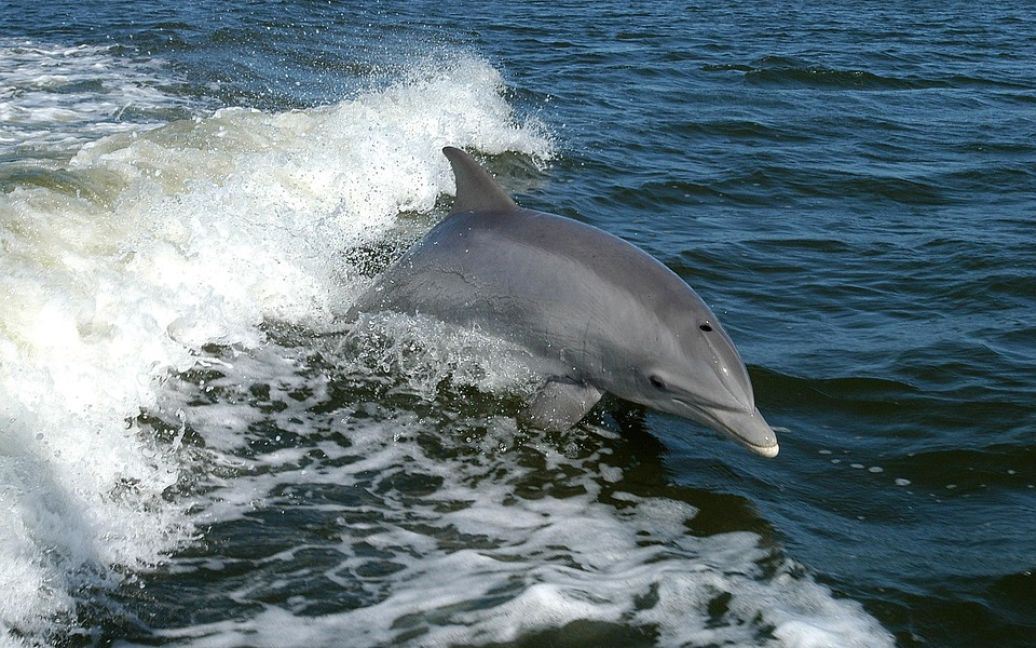 Через воєнні дії рф у Чорному морі масово гинуть дельфіни