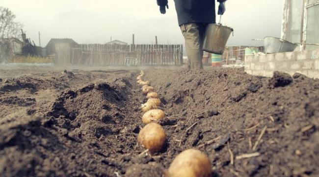 Автозавод у росії, який збирав BMW, виділив працівникам по 10 соток під картоплю