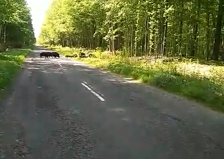 У Цуманській пущі сімейство диких кабанчиків переходило дорогу (відео)