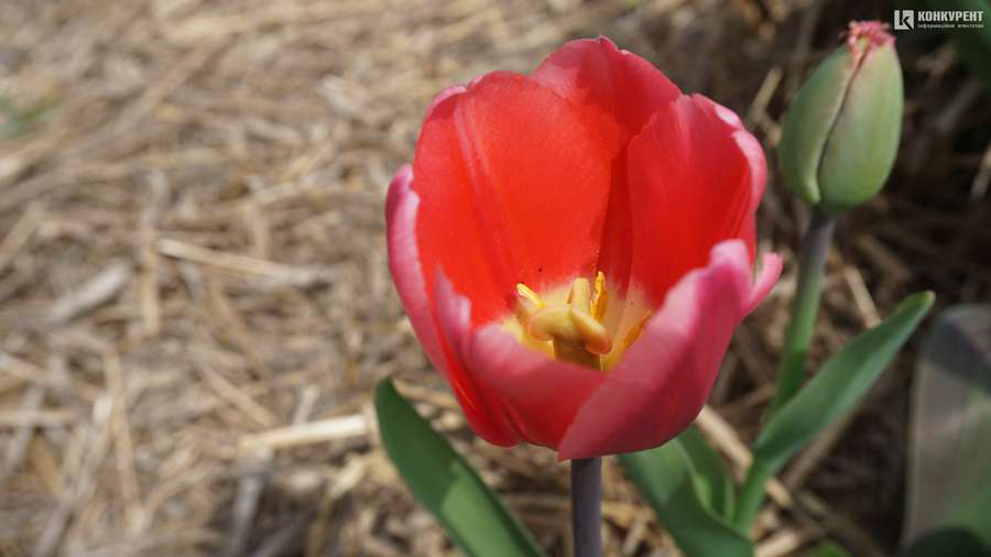 До Всесвітнього дня вишиванки: «Волинська Голландія» проведе розіграш 50 тюльпанів