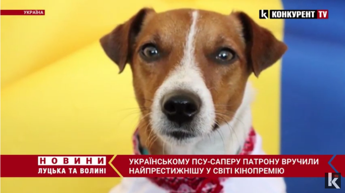 Українському псу-саперу Патрону вручили найпрестижнішу у світі кінопремію для чотирилапих (відео)