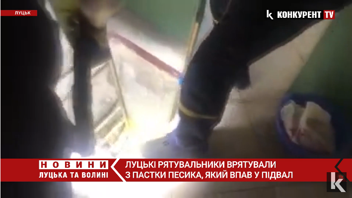 Луцькі рятувальники визволили песика, який провалився у підвал (відео)
