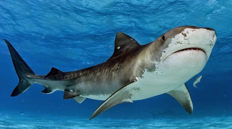 Вчені назвали причину нападу акул на людей у ​​Хургаді