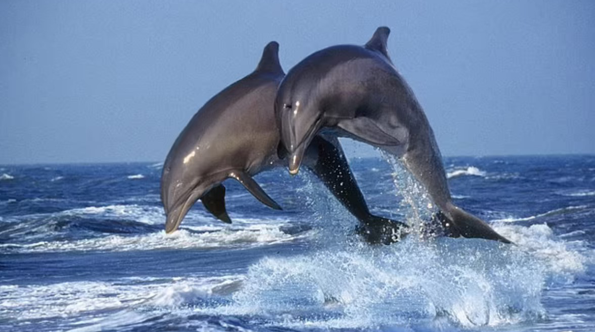 Вчені з'ясували, яку музику люблять слухати дельфіни