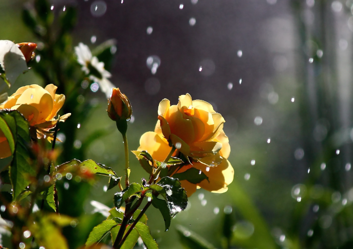 Дощ «розмочить» спеку: погода в Луцьку на суботу, 23 липня