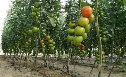 Вчені розробили біодобриво з використанням рослинних решток томатів