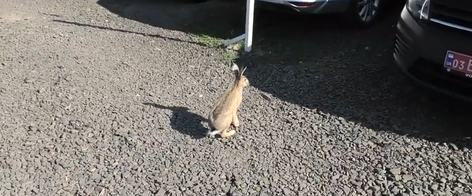 У Луцьку на авторинку бачили зайця (відео)