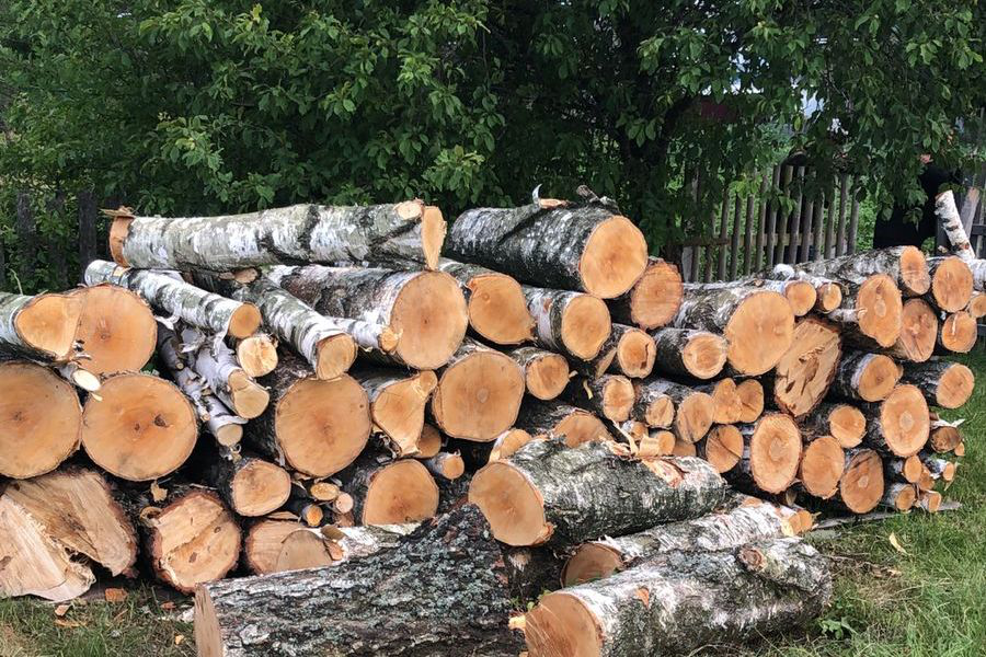 Волинянин порізав дерева у заповіднику: йому загрожує до 5 років в'язниці