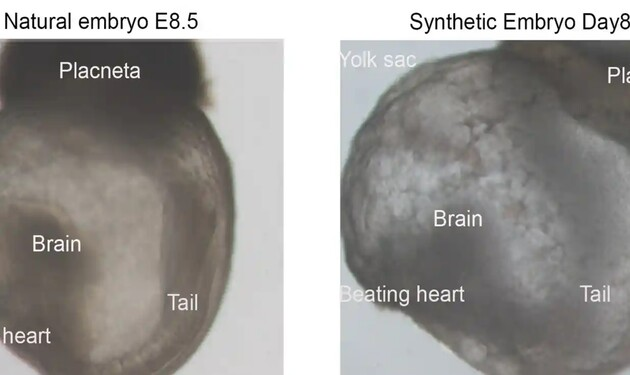 Науковці створили перші у світі «синтетичні ембріони»