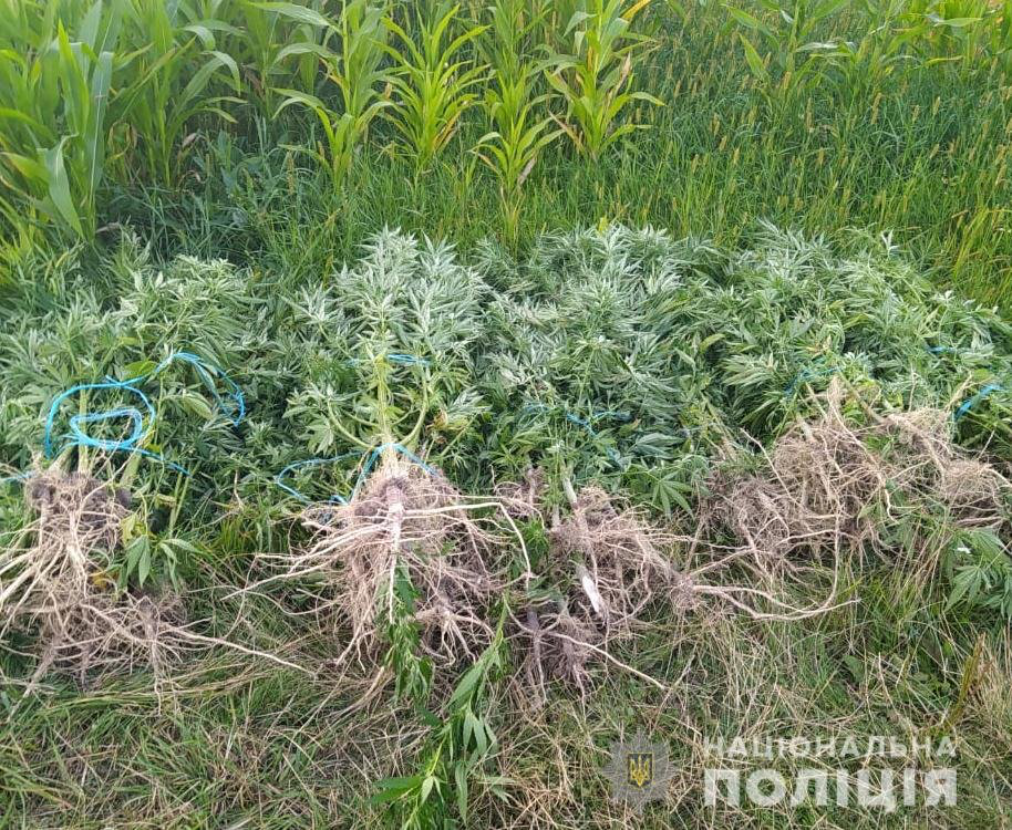 Волинянин виростив понад 100 кущів коноплі: його викрила поліція