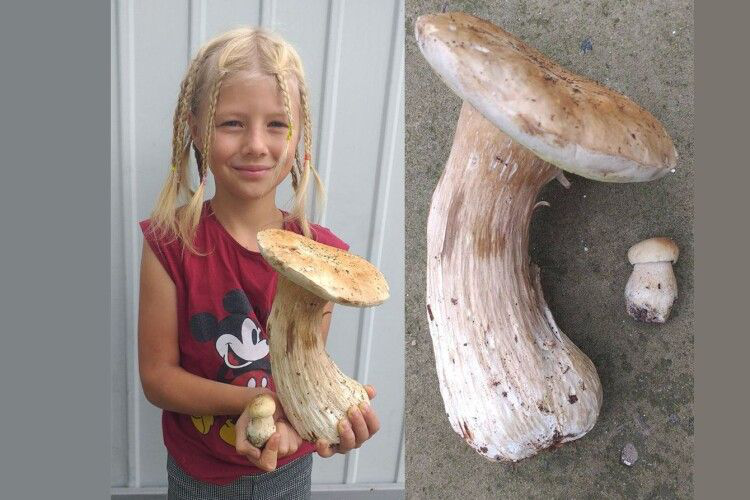 На Волині маленька дівчинка знайшла велетенський гриб (фото)