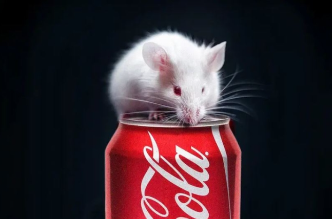 Науковці поїли щурів солодкою водою, через що вони отупіли