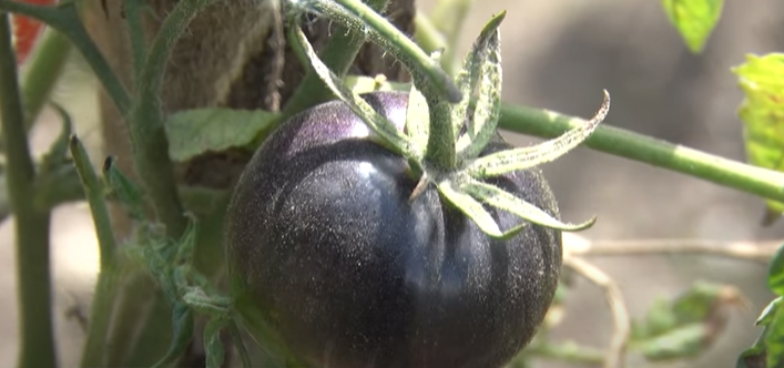 Білі, чорні, волохаті і зимові: волинянка вирощує чотириста сортів помідорів (відео)