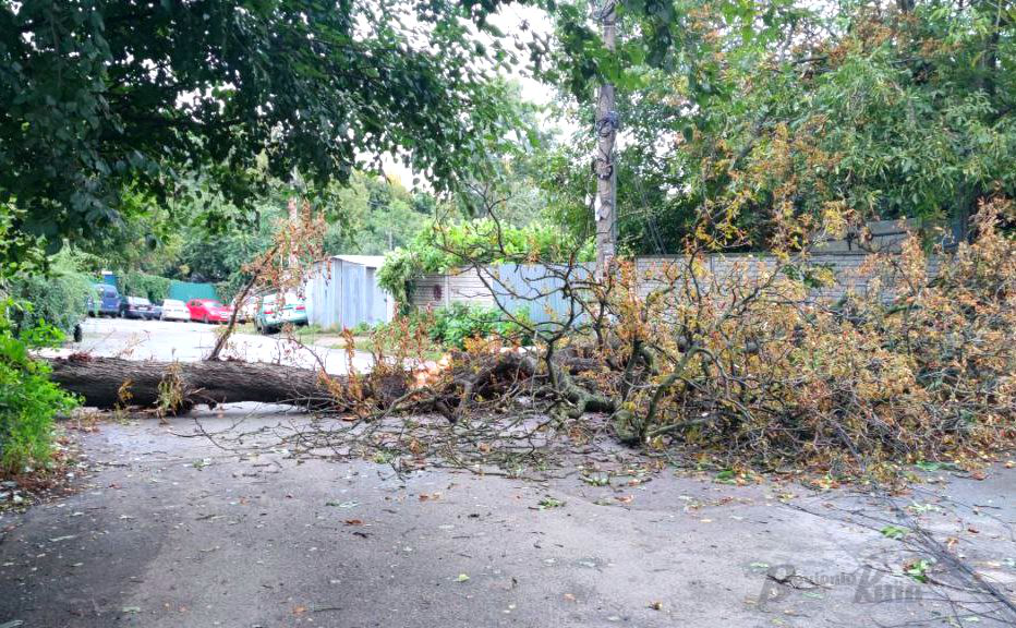 У Києві шквальні вітри: понад 100 пошкоджених та повалених дерев