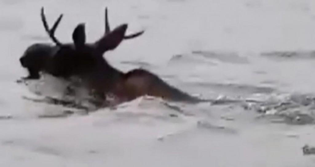 У Ковелі рибалки помітили у водоймі лося (відео)