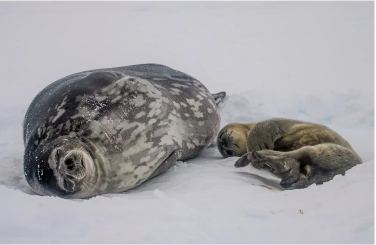 На станції «Академік Вернадський» визначилися з іменами для новонароджених тюленят