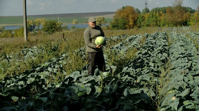 На Волині фермер сам вирощує та квасить капусту для ЗСУ (фото, відео)