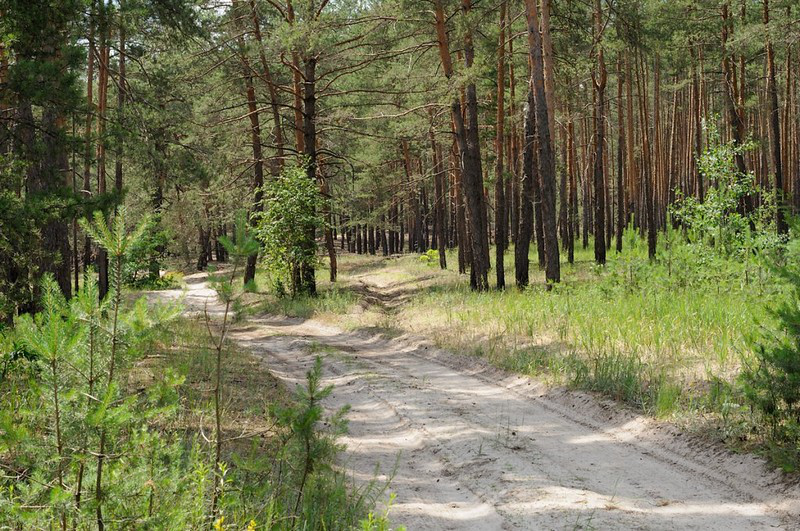 Сільрада на Волині привласнила 3 гектари землі лісового фонду