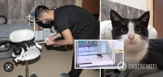 У Туреччині кіт зі зламаною ногою сам прийшов до лікарні за допомогою