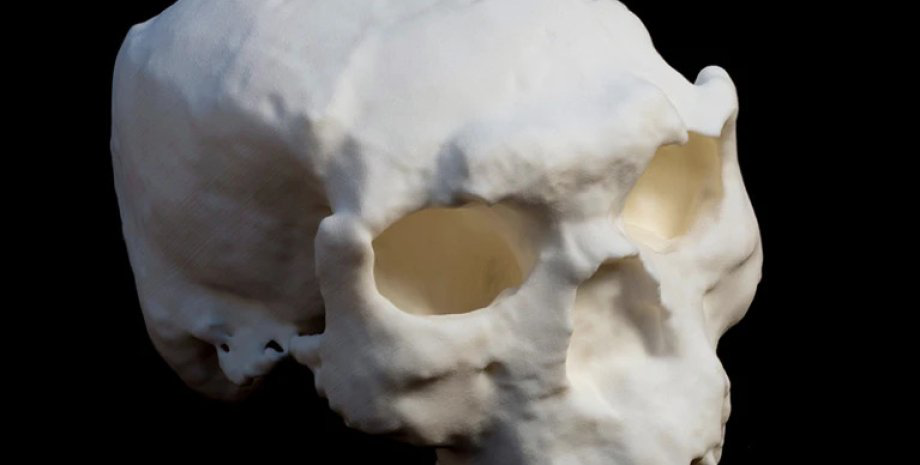 «Дивовижне відкриття»: у Китаї виявили череп віком понад мільйон років