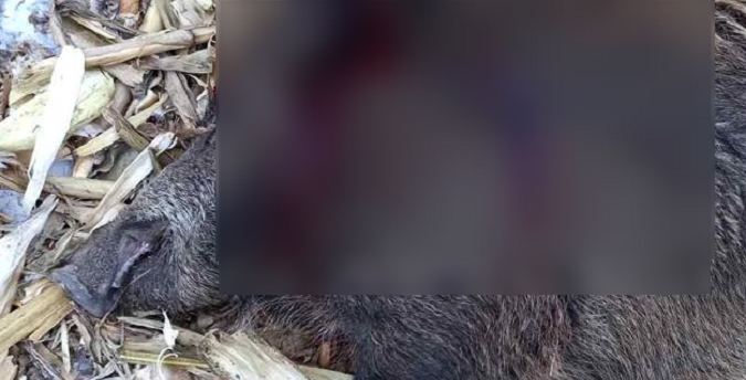 На Волині браконьєри вбили трьох диких кабанів (фото 18+)