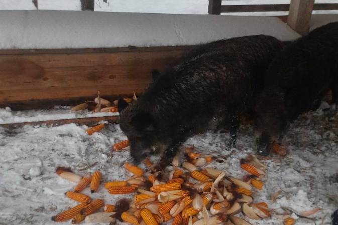 Кабанам – кукурудза, козулям – сіно: ратнівські лісівники підгодовують диких тварин (фото)