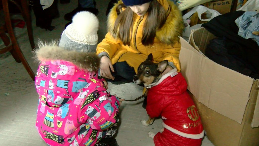 Шукають житло та дають корм: у Луцьку працює центр допомоги переселенцям з тваринами (відео)