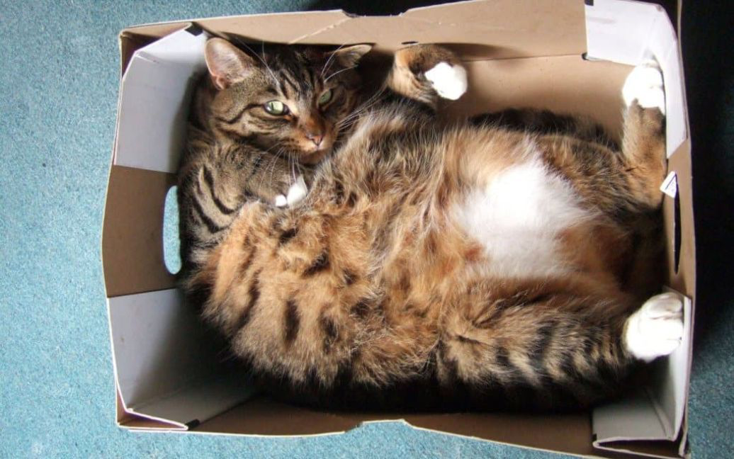 Чому коти обожнюють залазити у коробки: що думають вчені