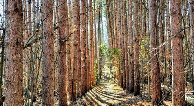 На Волині вимагають повернути державі лісові землі на понад 200 мільйонів