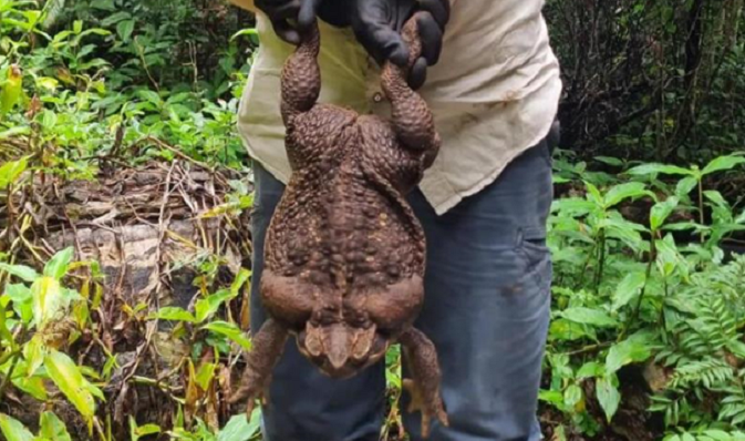 В Австралії знайшли найбільшу жабу у світі