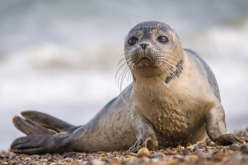 В Англії дитинча тюленя заблукало і прийшло до шашличної