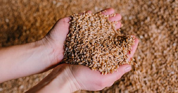 Україна цьогоріч відправила до Африки майже 200 тисяч тонн зерна