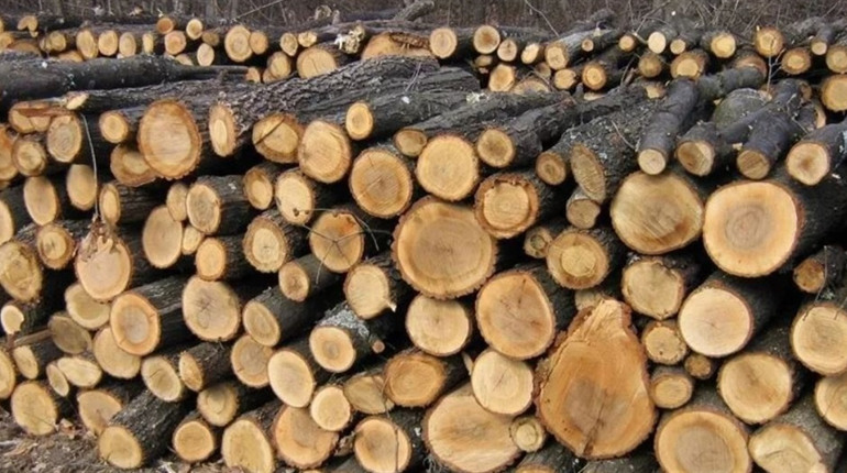 Волинянина за продаж неіснуючих дров посадили майже на п'ять років