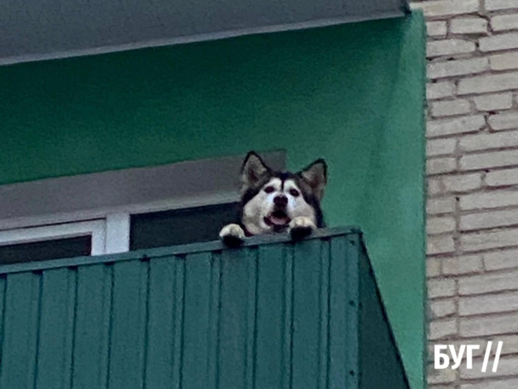 У Нововолинську на балконі шість годин вив собака