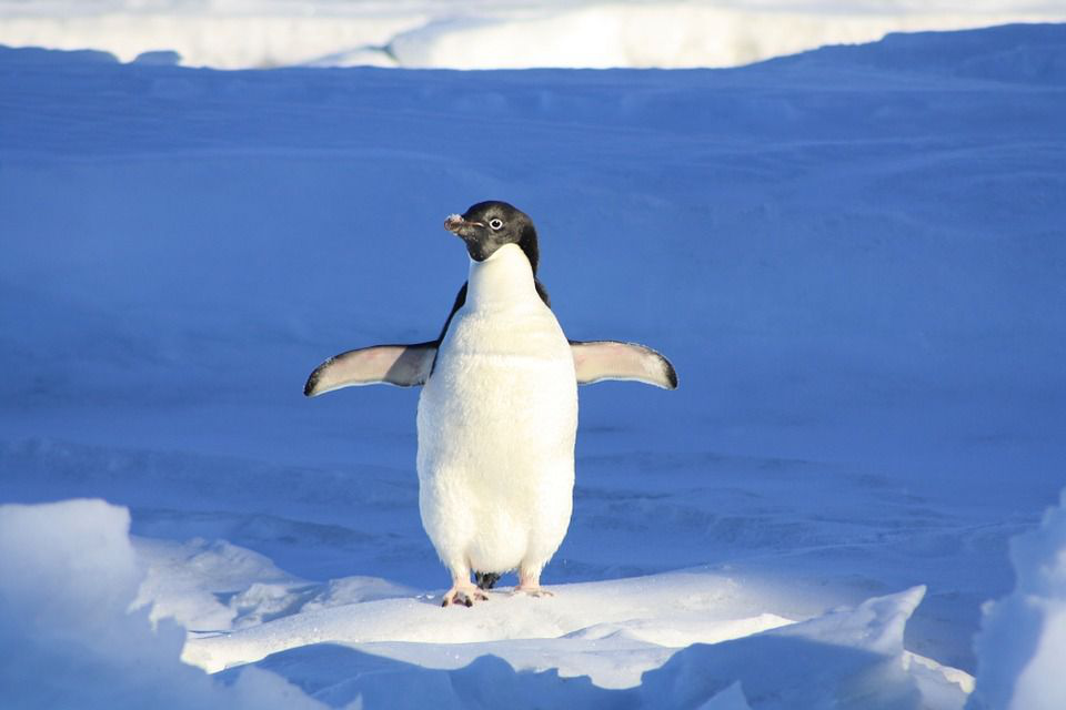 Дослідники виявили рештки найбільшого пінгвіна на Землі