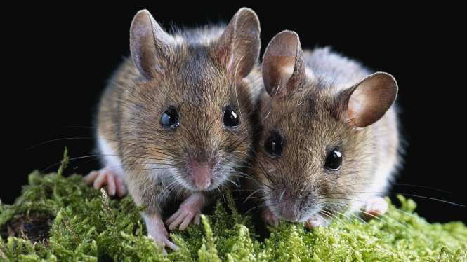 Японський професор створив двох мишей з чоловічих яйцеклітин