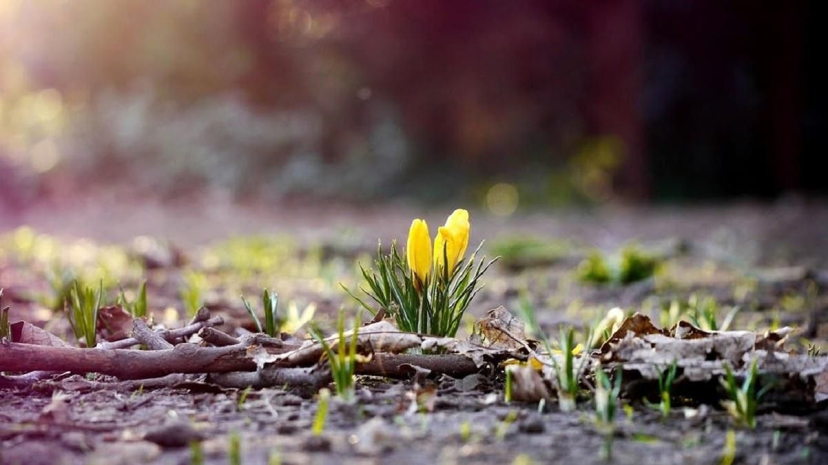 Тепло, але мокро: погода в Луцьку на суботу, 11 березня
