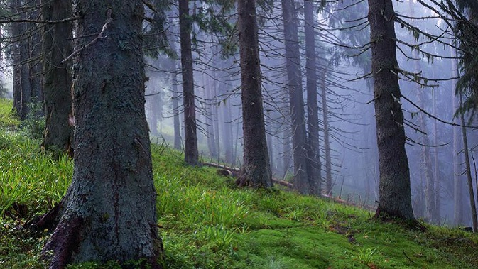 На Волині майже три тисячі гектарів лісу – під забороною відвідування