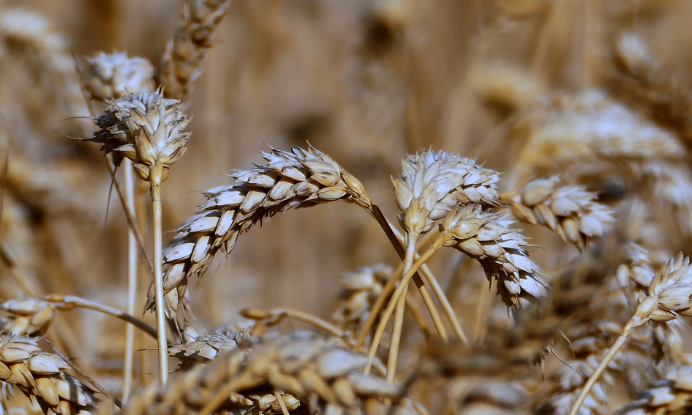Імпорт зерна з України буде призупинено щонайменше до липня, – уряд Польщі