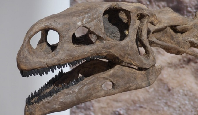 В Австралії археологи знайшли череп динозавра віком майже 100 мільйонів років (фото)