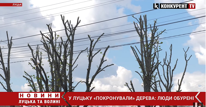 «Обрізали не 30% гілок, а всі 60%»: лучани обурені кронуванням дерев у місті (відео)