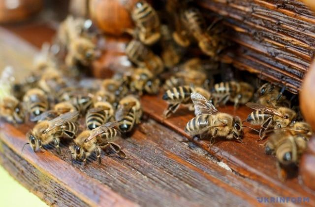 Токсично: під Луцьком просять не випускати бджіл із вуликів