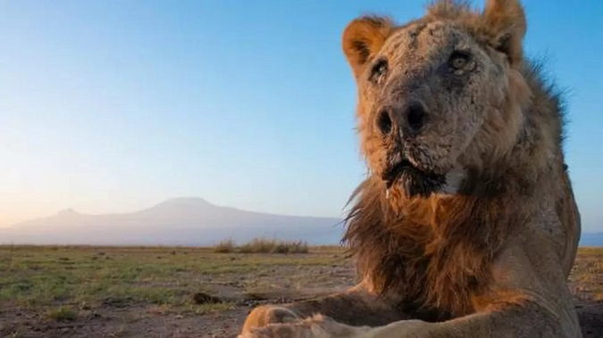 Злякалися за худобу: в Африці пастухи вбили одного з найстаріших левів у світі