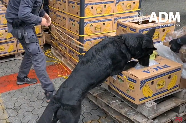 Пес винюхав три тонни кокаїну в одному з італійських портів (відео)