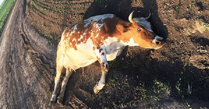 На Хмельниччині 22-річний збоченець скалічив і зґвалтував корову