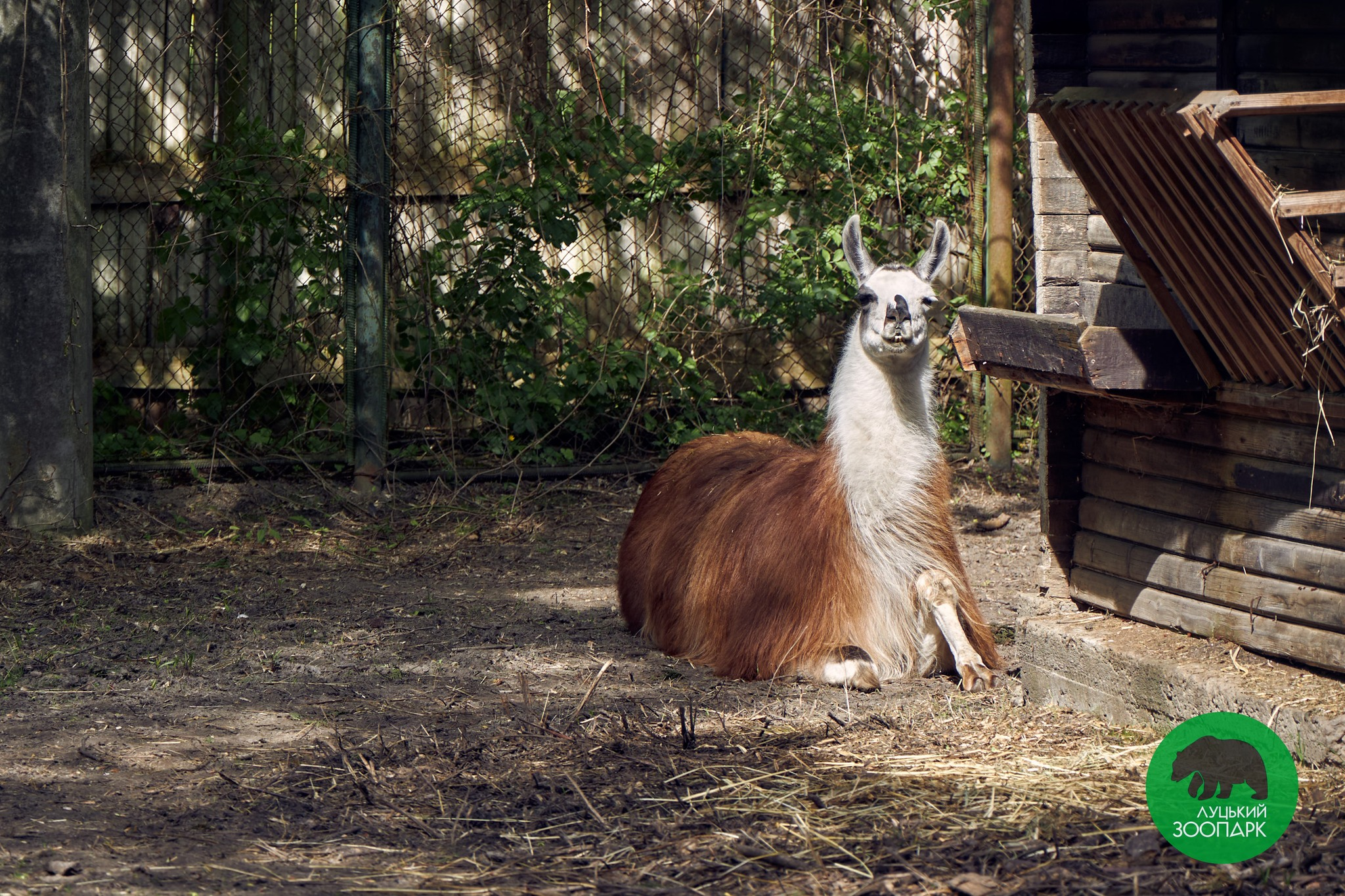 Вже канікули: луцький зоопарк кличе на екскурсії (фото)