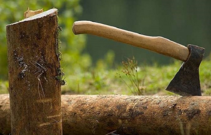 Судитимуть волинянина, який нарубав дерев на 370 тисяч гривень