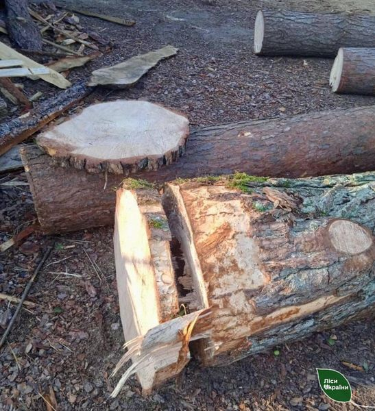 У Цуманському лісництві нарубали дерев на пів мільйона гривень – крадіїв знайшли (фото)