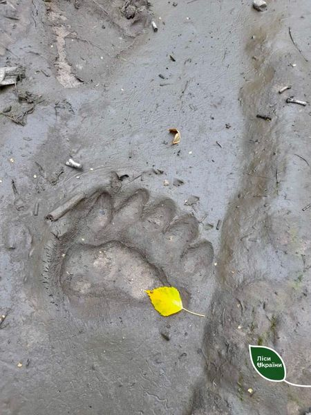 Відбитки лап і зруйнована пасіка: на Рівненщині помітили сліди ведмедя (фото)